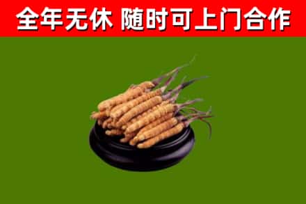汤旺烟酒回收冬虫夏草.jpg