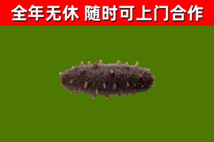 汤旺烟酒回收干海参.jpg